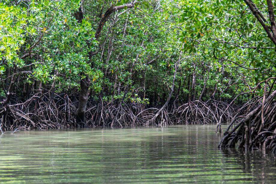 Los manglares son vitales para muchas especies de peces.