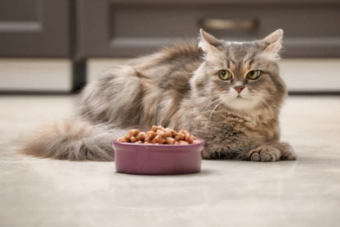 ¿Por qué mi gato no quiere comer? Te explicamos las posibles causas y qué hacer