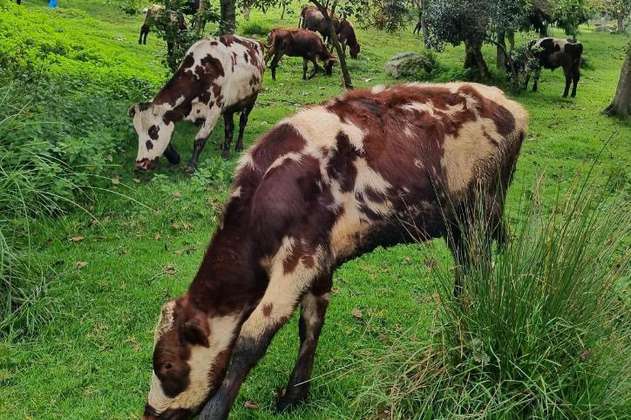 La historia de la familia que vive con 29 vacas en Bogotá