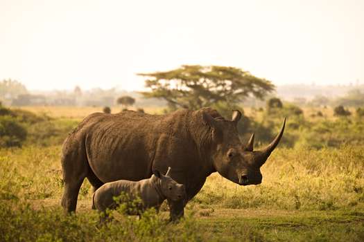 Sudáfrica es el hogar de casi el 80% de los rinocerontes del mundo. Pero también es un punto caliente por la caza furtiva de rinocerontes.