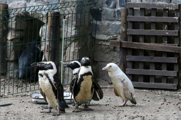 El insólito pingüino albino que nació en zoológico de Polonia 