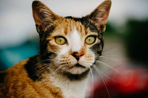 Gatos tricolor: curiosidades, características y datos sobre estos felinos