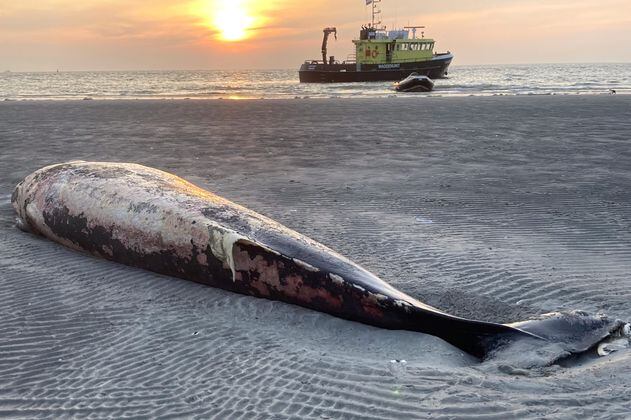 ¿Qué hacer con una ballena muerta en la playa? Abandonarla no es una mala idea
