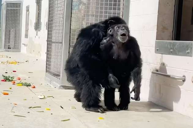 Video: la chimpancé Vanilla, enjaulada toda su vida, ve el cielo por primera vez