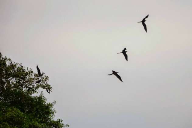 La crisis climática ponen en riesgo a las aves migratorias