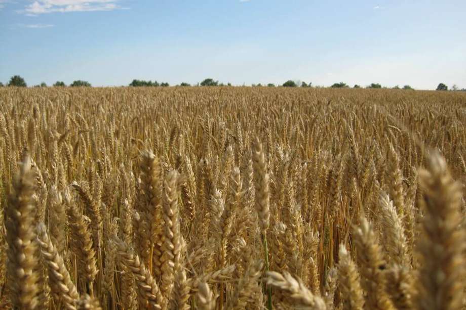 El trigo es una de las especies que es clave en la alimentación mundial pero que más ha resultado afectada por el cambio climático.  / Pxhere