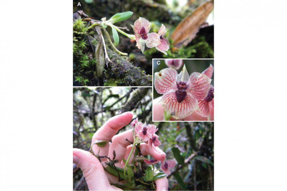 Telipogon diabolicus”, la nueva orquídea colombiana con aspecto de demonio  | EL ESPECTADOR
