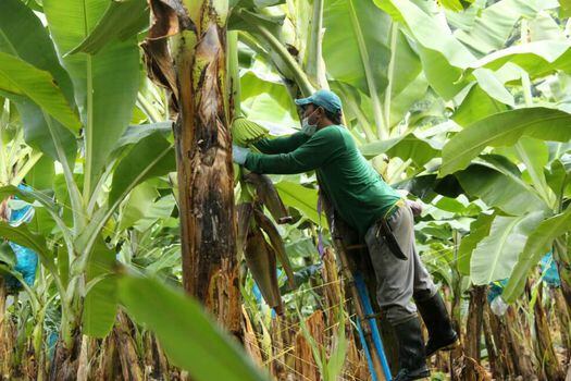 El país cuenta con 50.000 hectáreas de banano de exportación, según Augura.  / Valeria Cortés - El Espectador. 