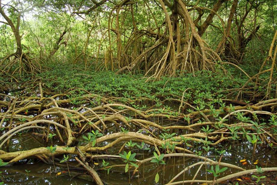 Los manglares más antiguos en Colombia datan de hace aproximadamente 6.000 años.