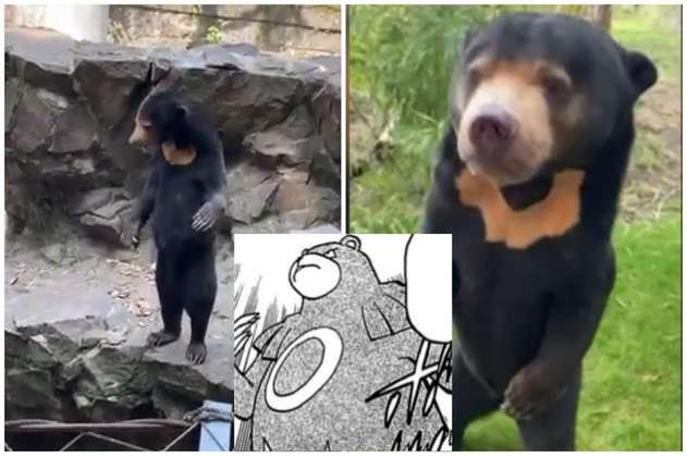 Tras video viral de “oso humano”, otro zoológico publica a su oso malayo de pie