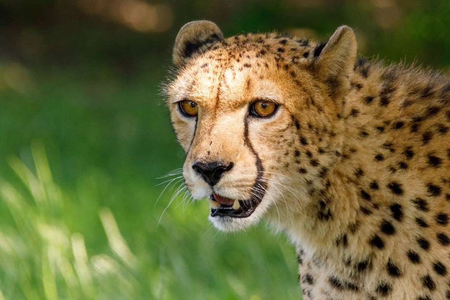 Clasificado por la Unión Internacional para la Conservación de la Naturaleza en su lista roja de especies amenazadas, la población mundial de guepardos asciende a menos de 7.000 individuos