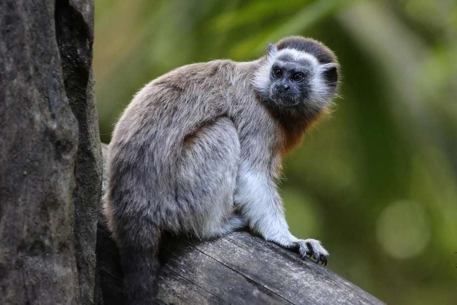 El tití gris es uno de los primates endémicos más amenazados en Colombia, no solo por su tráfico, sino por la transformación de sus hábitats.