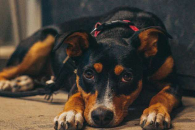 Cinco tips para enseñar a un perro a hacer sus necesidades en la calle o fuera de casa