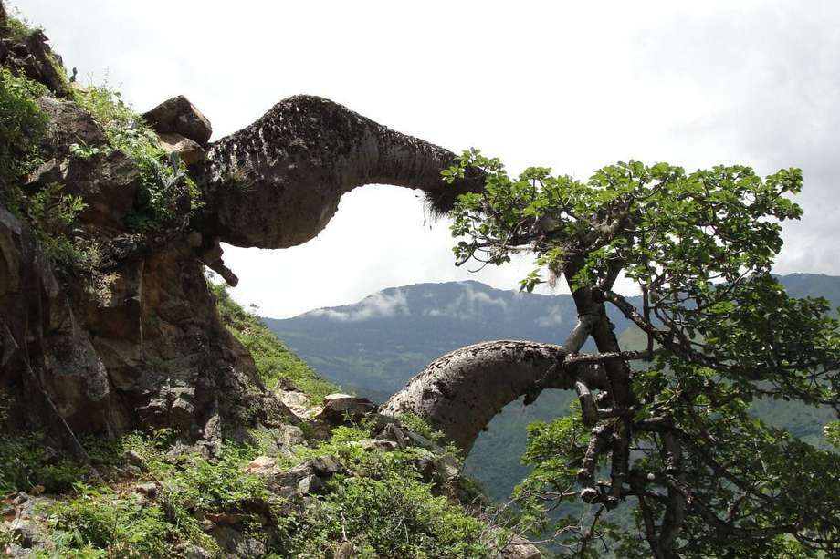 La Ceiba barrigona (Cavanillesia chicamochae) es un árbol endémico de Colombia, las poblaciones conocidas se encuentran en el Cañón del Río Chicamocha (Santander) sobre la Cordillera Oriental. 