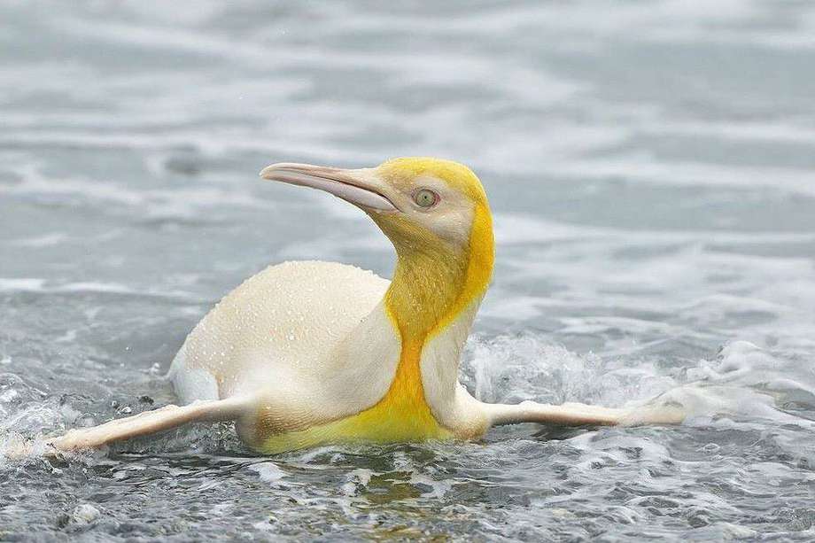 Un pingüino amarillo fue avistado por primera vez en la Antártida, en medio de un grupo de aves oscuras a un costado de la playa.