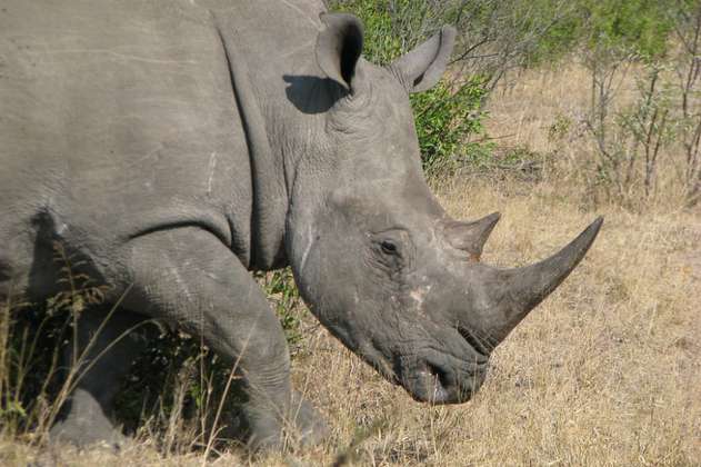 Los cuernos de rinoceronte valen más que el oro o la cocaína