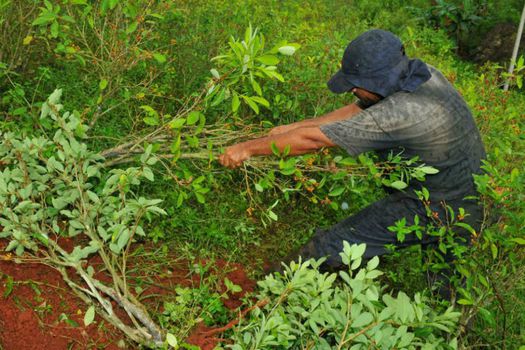 (Imagen de referencia). Desde el inicio del PNIS, en Anorí (Antioquia) se han sustituido cerca de 1.500 hectáreas de coca. 