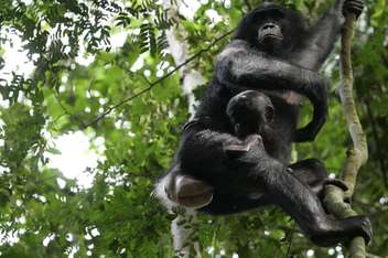 El estudio que muestra que los bonobos son más agresivos de lo que se pensaba