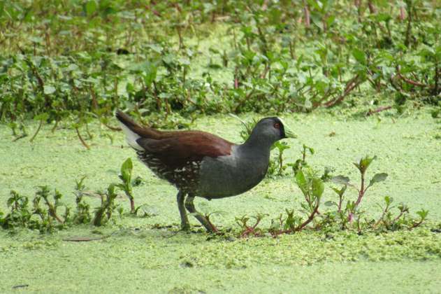 Especies de aves del río Bogotá están en amenaza por transformación de su hábitat