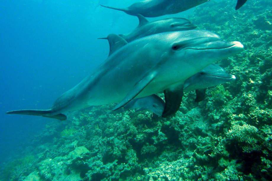 Una resolución, emitido por la Autoridad Nacional de Acuicultura y Pesca, permitía la pesca de atunes cerca del Santuario de Fauna y Flora Malpelo. Una situación que ponía en riesgo a los delfines.
