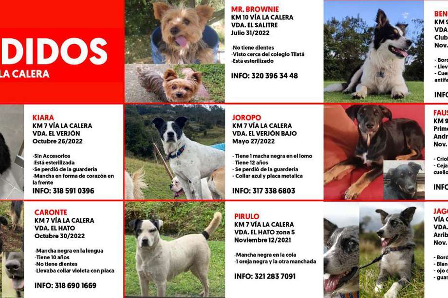 Este es el cartel con el que buscan a los perros desaparecidos.