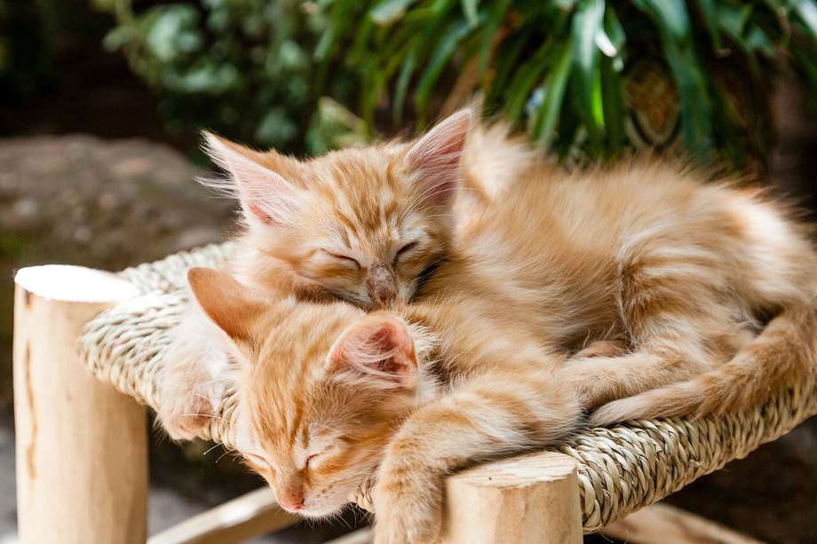 Uno de los lugares favoritos de los gatos para dormir es el pecho de su dueño.