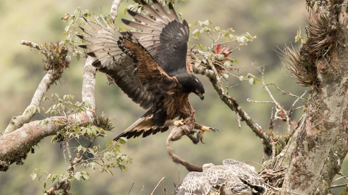 Águila crestada: evitar la deforestación no será suficiente para protegerla  | EL ESPECTADOR
