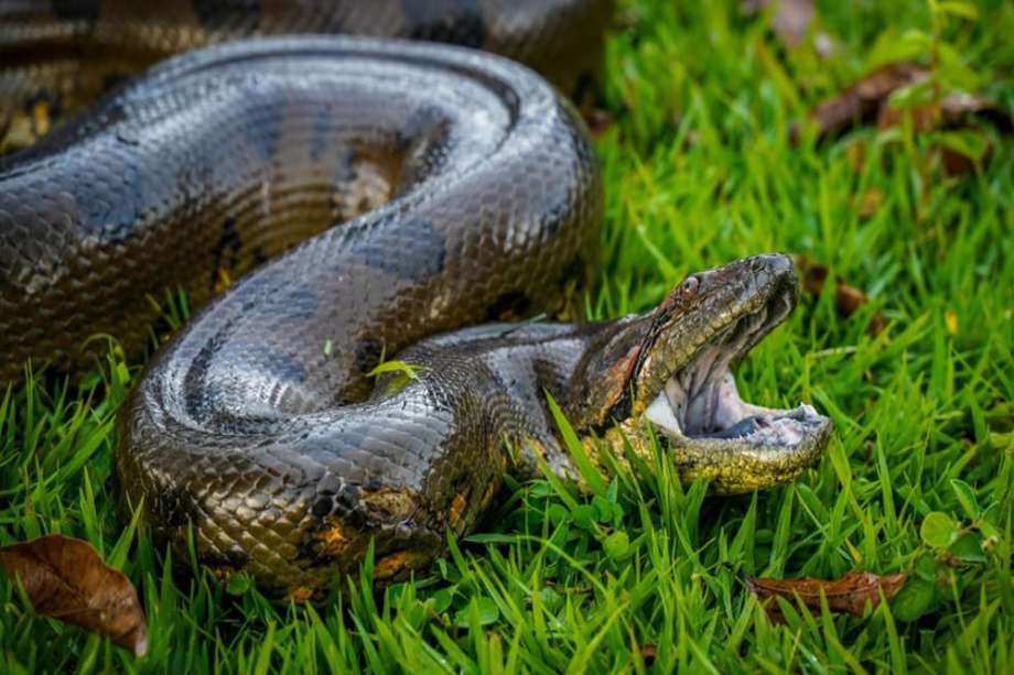 Si bien las autoridades encontraron a la anaconda mientras atacaba a otro animal, se evitó herir a la serpiente. 