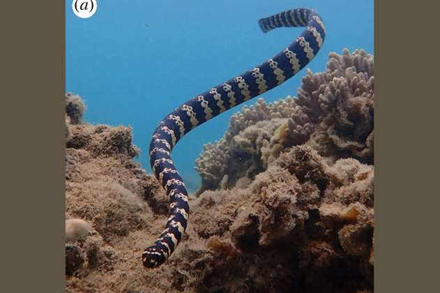La razón por la que las serpientes marinas macho habrían desarrollado grandes ojos