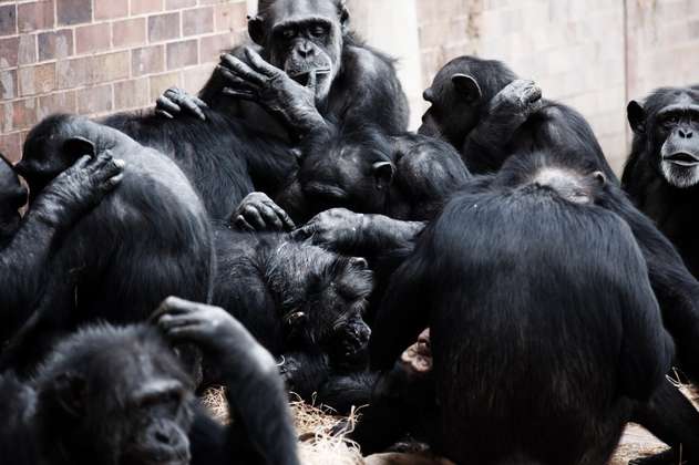 La Unesco alerta de la situación crítica de los grandes simios