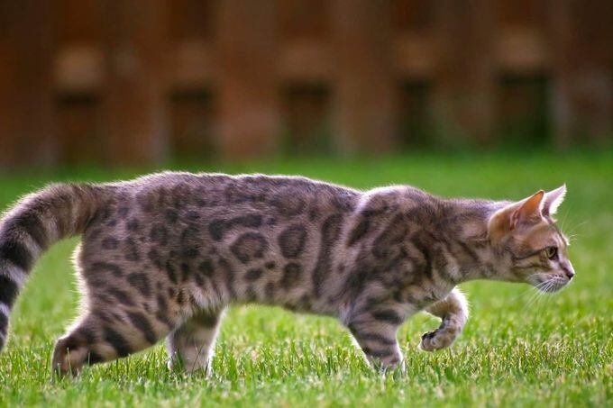 Las razas de gato que parecen tigres