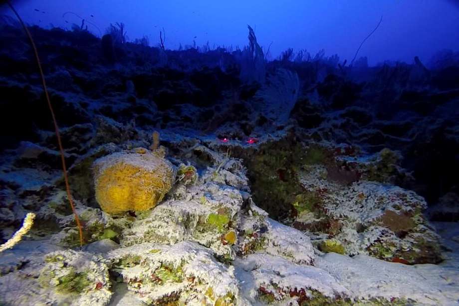 Invemar y Coralina realizan primer mapa de ecosistemas coralinos mesofóticos en Colombia