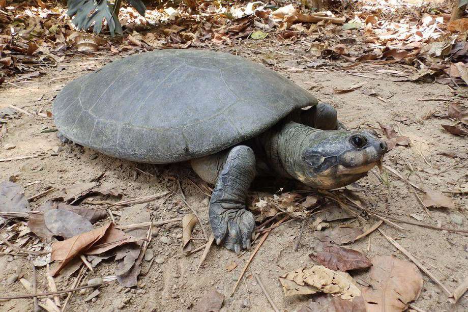 La tortuga del río Magdalena es un reptil único de las cuencas del Caribe y Magdalena. Está catalogada en Peligro Crítico de extinción.