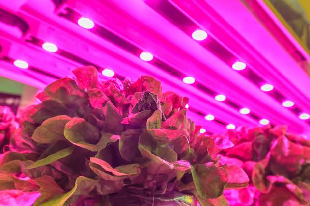 ¿La luz artificial es una opción para las plantas?