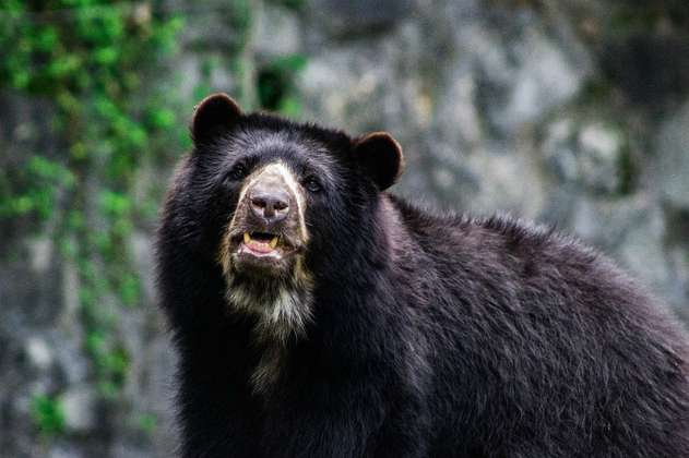 Una mirada genética al oso andino