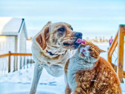 Perros vs. Gatos: ¿quiénes son más inteligentes? Estudio científico lo revela