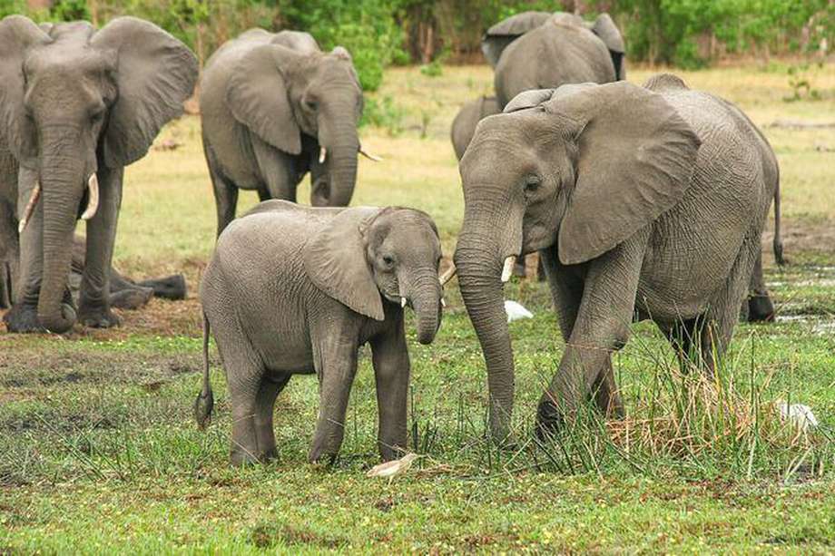 Según el Gobierno del país africano el crecimiento de la población de elefantes ha generado conflictos entre los animales y los humanos. 