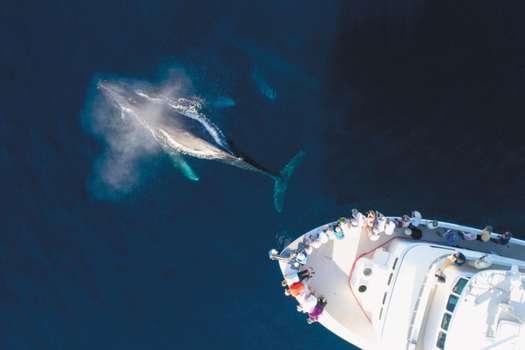 Humpback whales (Megaptera novaeangliae) surfacing by a boat, aerial view. Baja California, Mexico