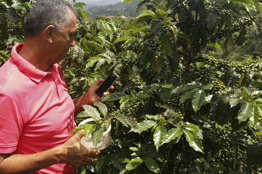Este dispositivo cuenta con una aplicación móvil que libera al campesino de la constante supervisión del secado del café. / Fotos: Katherine García