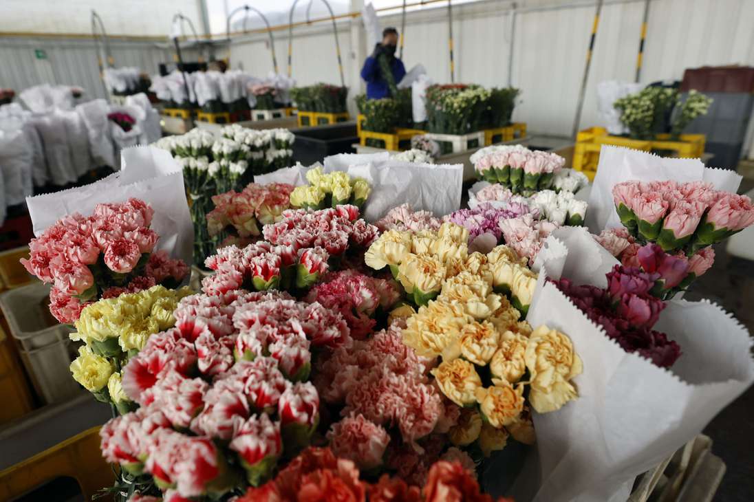 Las flores para San Valentín, un producto colombiano