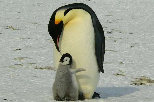 Los pingüinos se originaron hace más de 60 millones de años.