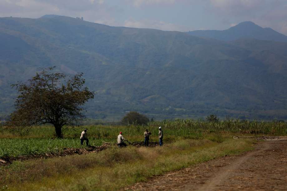 Trabajadores de un ingenio azucarero, cultivan caña y cuidan el territorio para que indígenas no invadan esas tierras el 15 de septiembre de 2022 en Padilla (Colombia). 