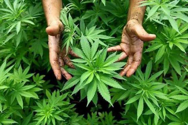 Colombia podrá tener el 10 % de exportaciones mundiales de cannabis medicinal