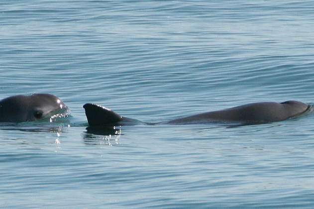 Los presidentes de México y China respaldan protección a vaquita marina 