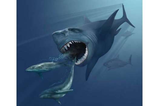 Los investigadores analizaron conjuntos de dientes fósiles de 11 tiburones individuales, que representan cinco especies, incluido el megalodón, su pariente cercano y los grandes tiburones blancos modernos.