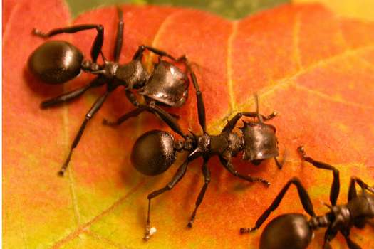 Este líquido podría desempeñar un papel importante en la evolución de las estructuras sociales de las hormigas.