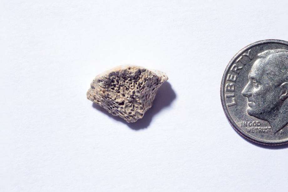 Este es el fragmento de hueso analizado por investigadores de la U. de Buffalo en 
EE.UU.