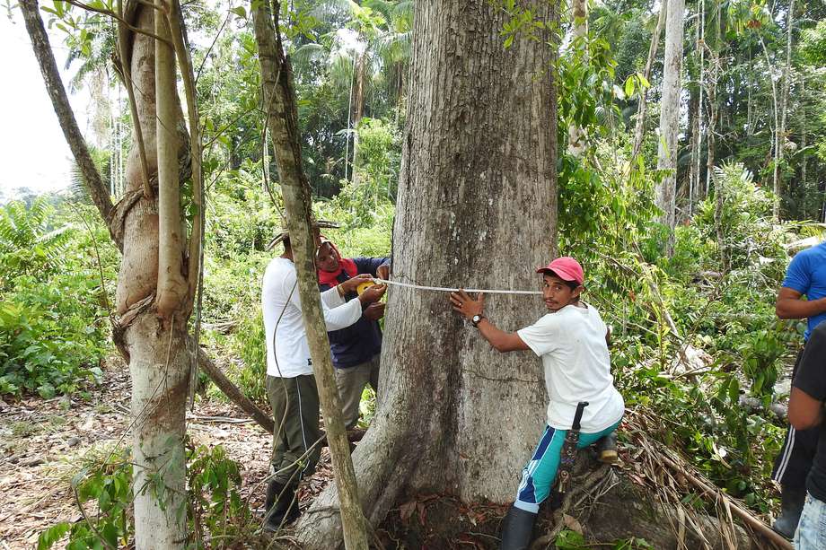 Hoy suman 4.597 hectáreas bajo manejo de forestería comunitaria