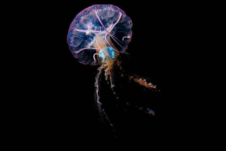 Una medusa "Pelagia noctiluca" con un plástico azul en su interior, tomada en mayo de 2020 en aguas de Sardina del Norte, Gran Canaria. 