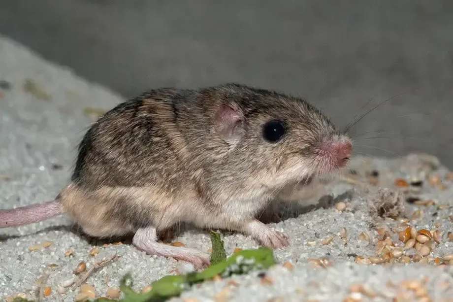 Patrick Stewart es un ratón de bolsillo del Pacífico, la especie de ratón más pequeña de América del Norte.